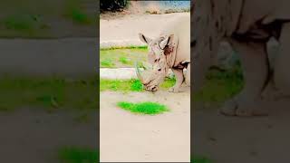 Rhinoceros Lahore ZOOminivlog mylahore cuteanimal ashortday youtubeshorts [upl. by Idona]