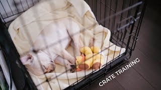 How to Housebreak a Puppy in 3 DAYS 3 steps Crate training CHANGED our dog [upl. by Yblehs]