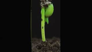 🔴Seed Germination అవ్వట్లేదా shorts seedgermination gardening tips soilmix [upl. by Nyberg]