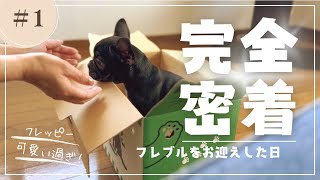 50代夫婦憧れだったフレブルを飼うフレブルをお迎えした日フレブルパピー期 [upl. by Gerianne]