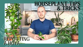 How To Repot A Hoya  Houseplant Tips amp Tricks Ep 3 [upl. by Hartwell]