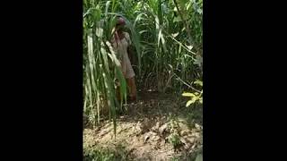 2018 New jangal me mangal video [upl. by Anicul]