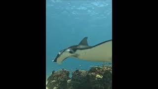 Mantarraya de arrecife Mobula Alfredi [upl. by Acirderf]