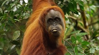 Orangutan National Geographic Documentary HD [upl. by Amund134]