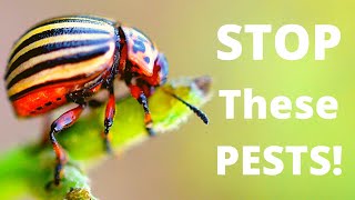 Dealing With Potato Pests  Colorado Potato Beetle  Potato Tuber Moth  Leafminer Fly [upl. by Pine292]