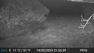 Hedgehog Videos Only Edit GardePro A3 Trail Camera 4 of 10 FR16 Côtes dArmor Brittany France [upl. by Jodi]