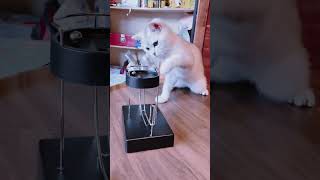 Funny Cat Playing with Magnetic Ball 🤣🤣🤣🤣 cat catvideos shorts catlover funny funnyvideo [upl. by Napoleon366]