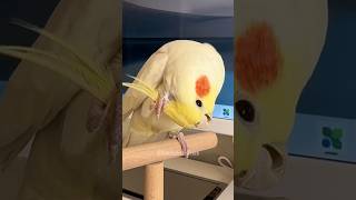 Pete the cockatiel Gripping Crest  tunes on and ready to steal the show 🎤🦜cockatielscraze [upl. by Orlene567]