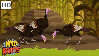 Tons of Turkey Facts  Happy Thanksgiving  Wild Kratts [upl. by Eecart]