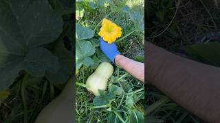 Mini Butternut Squash and its Flower🎃🌼 satisfying asmr harvesting garden pumpkin squash [upl. by Aitnecserc]