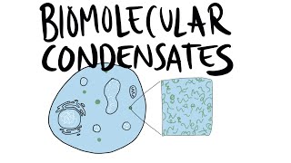 A quick intro to Biomolecular Condensates [upl. by Iur]