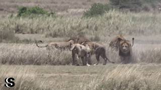 4 male lions versus 1 male lion [upl. by Harod]