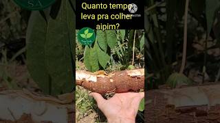 Plante aipim é rápido pra colher Quanto tempo demora pra colher apim mandioca [upl. by Tsenrae]