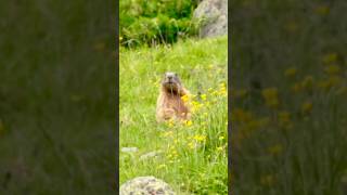 Quanto vive una marmotta marmot marmotte animals wildlife travel nature alps hiking vlog [upl. by Valdas]