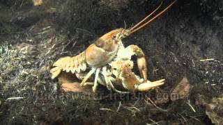 Natural history rare footage crayfish mating in wild Раки размножаются Подводная съёмка [upl. by Ahsienauq]