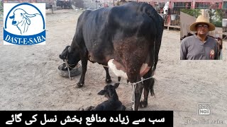 Cholistani x Holstein Fresian  Most Profitable Dairy Cow of Pakistan [upl. by Coralie148]