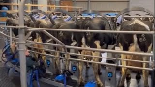 500 cows Rotary milking parlour in uk [upl. by Finnie]