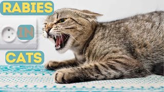 Rabies in Cats 9 Deadly Signs and What You Must Do Next [upl. by Adnaval466]