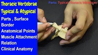 Thoracic Vertebrae  Typical And Atypical  Bangla  Square DOC [upl. by Darice254]