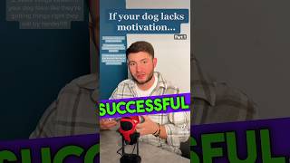 How to get your dog’s attention by increasing motivation dogtrainingtips dogtraining dogleash [upl. by Nedaj69]