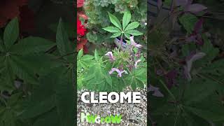 Natures Marijuana Doppelgänger with a Twist  Cleome Spider Plant [upl. by Crim]