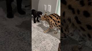 Servals meet Cane Corso Puppy shortsviral canecorso canecorsopuppies servalcats servals love [upl. by Alleul760]