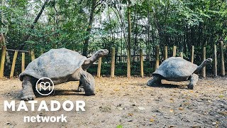 Backstage Pass Discover the Animal Life at the Riverbanks Zoo and Garden [upl. by Sutphin734]