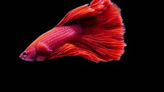 Betta fishSiamese fighting fish splendens video4k NatureUltra HD  Natures Sweet Tales [upl. by Babs188]