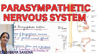 Parasympathetic nervous system carniosacral outflow diagrammatic representation [upl. by Aicinoid]