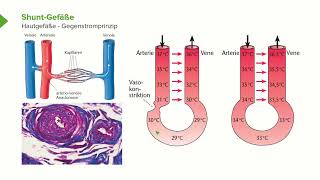 Physiologie I Kreislaufphysiologie ShuntGefäße I Srdjan Maksimovic [upl. by Modesta]