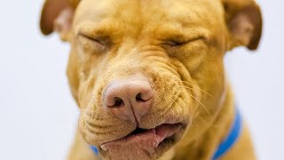 Reverse Sneezing in Dogs What Is It and How Do You Stop It [upl. by Ahsiloc]