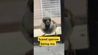 Scared sparrow eating rice sparrow sparroweating birds youtubeshorts ARAHappyworld24 [upl. by Anaujnas]