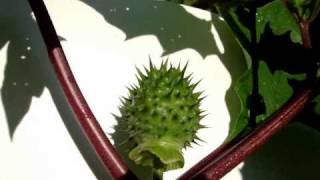 JIMSON WEED Poisonous Plant [upl. by Ydarb220]