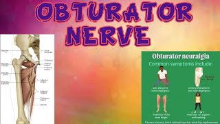 Obturator nerve  origin course branches and clinical anatomy [upl. by Nomzzaj]