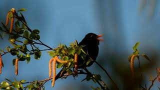 Ранішня пісня чорного дрозда травень 2023 Morning song of common blackbird May 2023 [upl. by Eceryt]