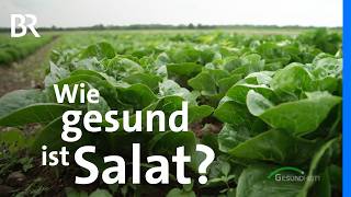 Antioxidantien im Kopfsalat Chicorée amp Co Wie gesund sind Blattsalate wirklich  BR [upl. by Idnac]