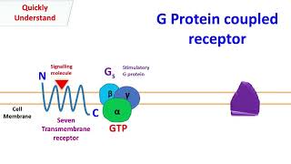 G protein coupled receptor  GPCR [upl. by Hurley803]