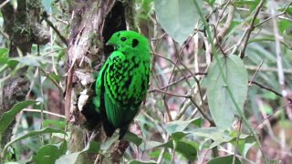 Birds of Mount Kinabalu Borneo [upl. by Ennail]