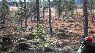 Moose hunting Rendalen Norway Elgjakt Rendalen [upl. by Lovel]