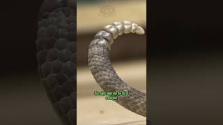 Neotropical Rattlesnake scorpion tail [upl. by Airegin54]