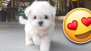 Bichon frise PUPPY is the cutest [upl. by Christenson]