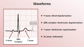 Intro to EKG Interpretation  Waveforms Segments and Intervals [upl. by Medwin]