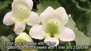 Production Tips for Growers Lofos Lophospermum [upl. by Franci]