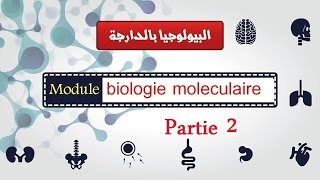 Cours biologie moléculaire partie 2  les enzymes de restriction  البيولوجيا بالدارجة [upl. by Mellisa]