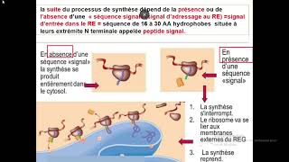 Cytologieبالعربية  5 Système endomembranaire  Part 2 Réticulum endoplasmique Granuleux REG [upl. by Damales718]