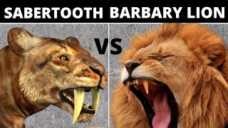 SaberToothed TigerSmilodon vs Barbary Lion [upl. by Forster812]