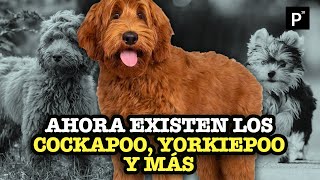 Labradoodle la cruza que dio origen a los “perros de diseño”  PÁGINA 18 [upl. by Mair]