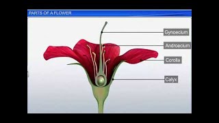 CBSE Class 11 Biology  Parts of a Flower  By Shiksha House [upl. by Nnairet833]