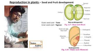 Reproduction in Plants  Lecture 7  Seed and Fruit development [upl. by Ayian]