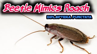 Beetle Mimic Roach Diploptera punctata [upl. by Amado]